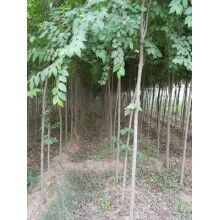 榆樹盆景生長發(fā)展及其枝枯病原因和解決措施